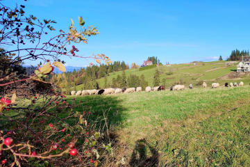 Dom i ogród  | Willa Lux Wolf