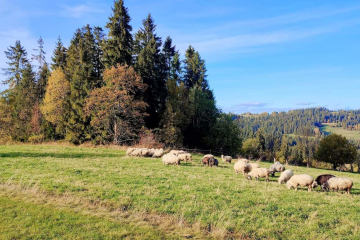 Dom i ogród  | Willa Lux Wolf